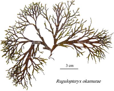 Monitoring the marine invasive alien species Rugulopteryx okamurae using unmanned aerial vehicles and satellites